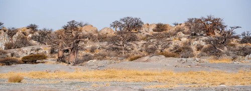 African baobab or baobab tree (Adansonia digitata), arid landscape, Kubu Island (Lekubu), Sowa Pan,