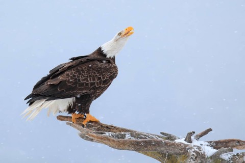 Bald Eagle (Haliaeetus leucocephalus), Bald Eagle, Homer, Kenai Peninsula, Alaska, USA