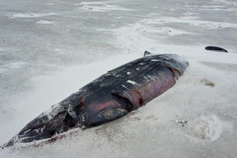 Sowerby's beaked whale (Mesoplodon bidens), North Sea beaked whale, flipper, found dead in the
