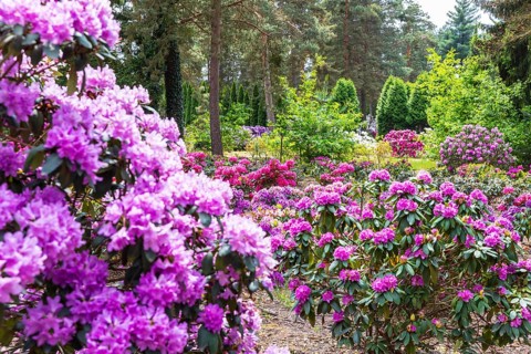 Rhododendron blossom in the historic nursery of the Seidel family, Grüngräbchen, Schwepnitz,