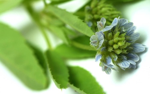 Flower of blue fenugreek, blue fenugreek, Trigonella caerulea, Meliotus coerulea, spice and