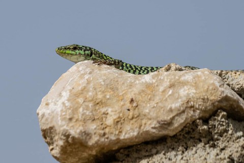 Sicilian wall lizard (Podarcis waglerianus), Sicily, Italy