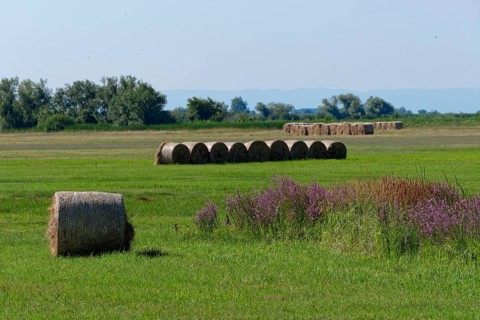 Puszta and steppe landscape in Hortobagy National Park, Hortobagy Nemzeti Park, UNESCO Biosphere