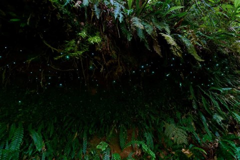 Bioluminescence, luminous glowworm (Arachnocampa luminosa), maggot of the fungus gnat