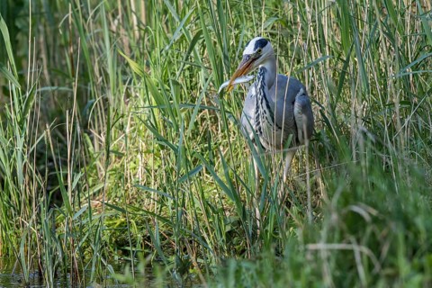 Grey Heron (Ardea cinerea) eating Common bleak (Alburnus alburnus), Mecklenburg-Western Pomerania,