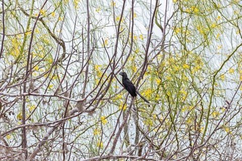 Smooth-billed Ani (Crotophaga ani), San Cristobal, Galapagos, Ecuador