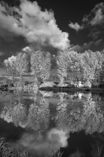 Poplars (Populus) reflected in a pond, black and white, Beerbach, Middle Franconia, Bavaria,