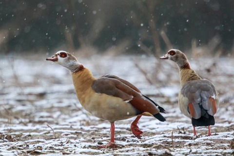 Egyptian Goose (Alopochen aegyptiaca) pair, North Rhine-Westphalia, Germany