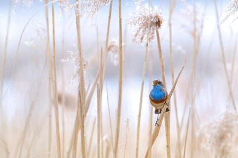 White-spotted bluethroat (Luscinia svecica cyanecula) male perched on reed stem in reedbed and