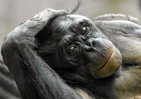 Animal portrait Bonobo, pygmy chimpanzee (Pan paniscus), animal, primate, great ape, endangered
