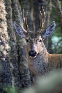 Southern Andean deer (Hippocamelus bisulcus), male with antlers, portrait between lichen-covered