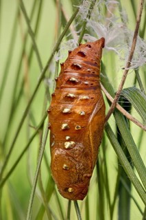Eine parasitierte Puppe des Mittlerer Perlmuttfalter (Fabriciana niobe) im Gras fest gemacht.
