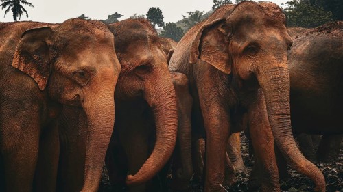 Group of Asian elephants (elephas maximus) close together in the jungle, Pinnawela Elephant