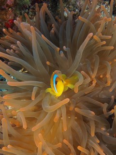 Bubble anemone (Entacmaea quadricolor)