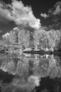 Poplars (Populus) reflected in a pond, black and white, Middle Franconia, Bavaria, Germany
