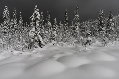 Deep snow-covered forest, Gällivare, Norrbotten, Lapland, Sweden, January 2021