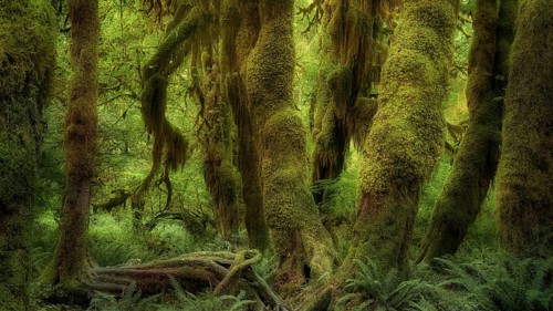 United States, Oregon, Hoh Rain Forset, Olympic National Park, Hoh Rain Forest, Oregon, USA