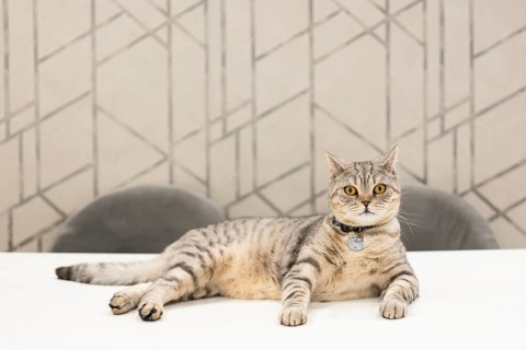 A calm British Shorthair cat, showcasing beautiful grey tabby stripes, relaxes on a white surface