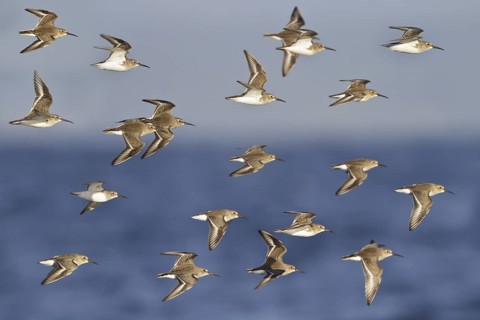 Dunlin (Calidris alpina) flying, British Columbia, Canada