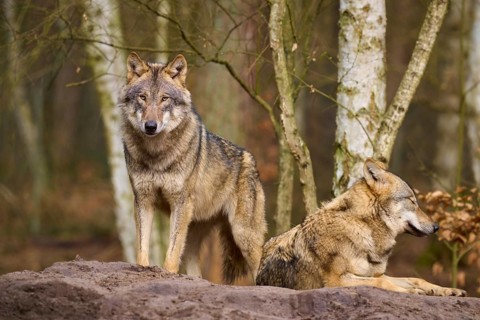 A standing and a lying wolf in the forest, surrounded by birch trees, Wolf (Canis lupus), Germany