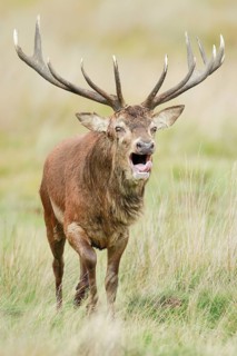 Red Deer (Cervus elaphus)
