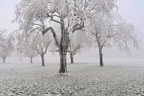 Row of trees with hoarfrost, Lindenberg, Freiamt, Canton of Aargau, Switzerland
