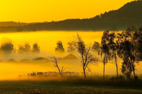Early morning fog over the moor, birch (Betula), birch family (Betulaceae), dawn, fog, Pfrungen,