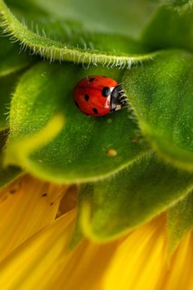 Macro photograph of a red seven-spot ladybird (Coccinella septempunctata) in the yellow and green