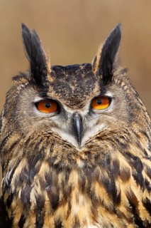 Indian eagle owl (Bubo bengalensis) adult bird head portrait, England, United Kingdom - Captive