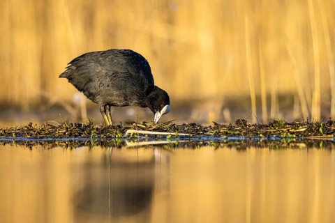 Eurasian Coot (Fulica atra), North Rhine-Westphalia, Germany