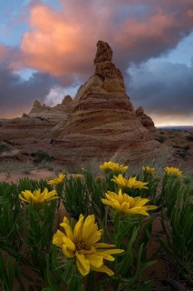 Vibrant desert sunflowers bloom in the foreground against the stunning background of a towering