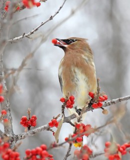 Cedar Waxwing, Bombycilla cedrorum, eating berries in the winter at Diefenbaker Park, Saskatchewan,