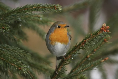 European Robin (Erithacus rubecula), Lower Saxony, Germany