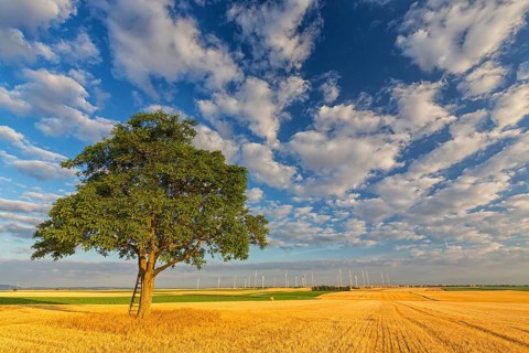 Tree in cornfield, dramatic sky, late summer, cumulus clouds, blue sky, plateau Oberflörsheim,