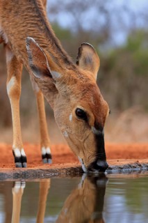 Nyala (Tragelaphus angasii), adult, female, drinking, at the water, portrait, Kruger National Park,