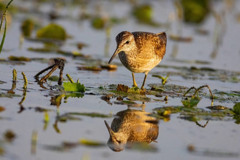 Spotted Redshank (Tringa erythropus) Hungary