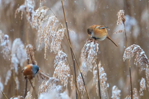 Bearded Reedling (Panurus biarmicus) pair perched in reedbed, Baden-Wuerttemberg, Germany