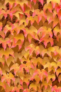 Wild Vine Red and yellow autumn leaves cover a wall and create a colourful, natural texture,