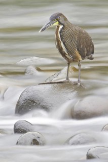 Fasciated Tiger Heron (Tigrisoma fasciatum), Costa Rica