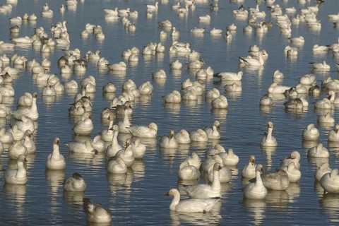 Snow Goose (Anser caerulescens), New Mexico, USA