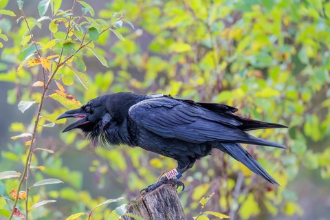 A common raven (Corvus corax) fitted with a GPS transmitter perches on an old fence post amid