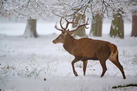 A magnificent stag moves through the snowy landscape, trees in the background, winter, red deer