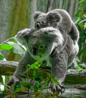 Animal portrait, koala (Phascolarctos cinereus), marsupial, with young on the back, koala bear,