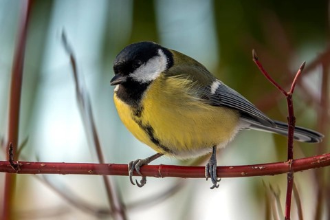 Great tit (Parus major), sitting on a branch, Baden-Württemberg, Germany