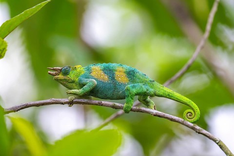 Three-horned chameleon (Trioceros jacksonii), male, between leaves on a branch, Bwindi Impenetrable
