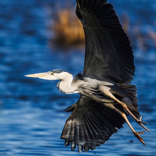 Grey Heron, Ardea cinerea, bird in winter on marshes in winter