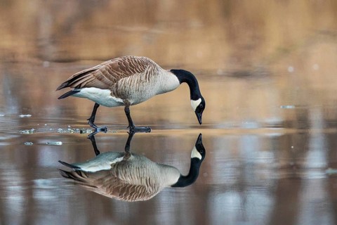 Canada Goose (Branta canadensis) on ice, Baden-Wuerttemberg, Germany