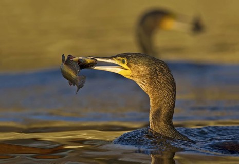 Great Cormorant (Phalacrocorax carbo) with Black bullhead (Ameiurus melas) prey in beak, Piedmont,