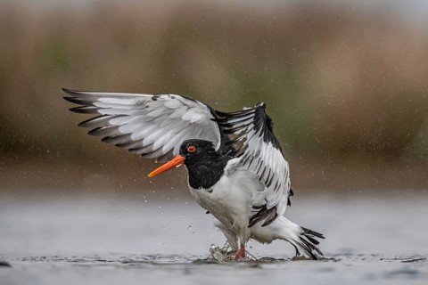 Eurasian Oystercatcher (Haematopus ostralegus) bathing, Schleswig-Holstein, Germany