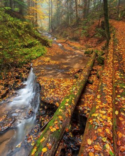 Waterfall in the course of the Strümpfelbach stream, colorful autumn leaves in the water,
